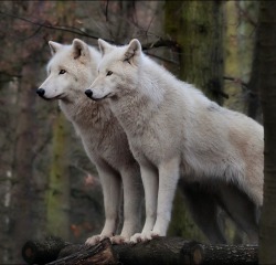 beautiful-wildlife:  The Guards by Norbert