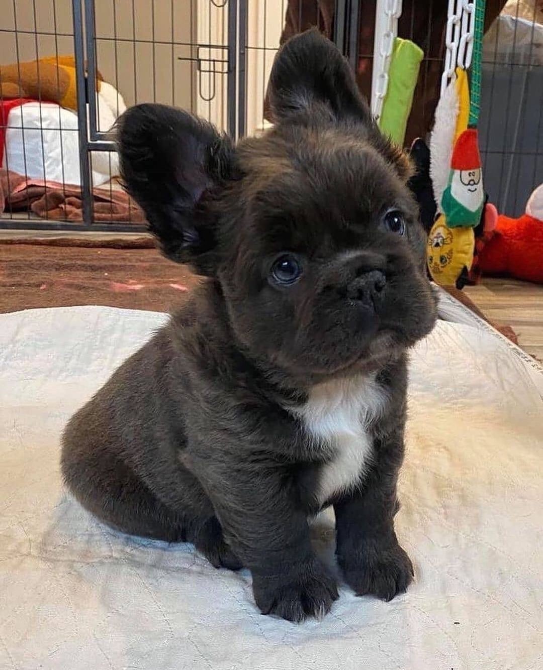 From @taylored_dachshunds: “Ever seen a fluffy frenchie before? 😍” #cutepetclub [ ]