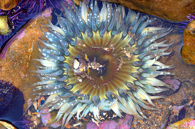 Starburst Anemone - Anthopleura sola
Anthopleura sola (Actiniaria - Actiniidae) is a solitary anemone up to 25 cm wide, with pale, variously colored tentacles with pink, lavender, or blue tips, arranged in five rings around the oral disk.
The...