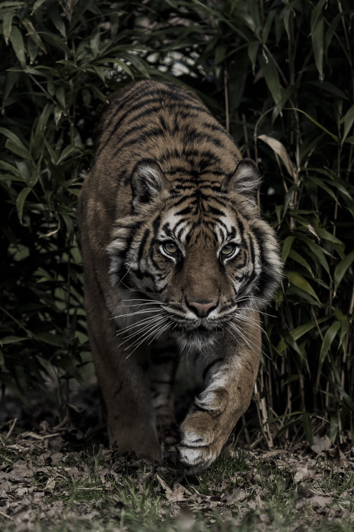 classyxsexxy:  Amur Tiger. | cXs
