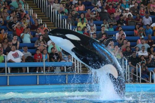 Gender: FemalePod: N/APlace of Capture: Born at SeaWorld of TexasDate of Capture: Born January 7, 20