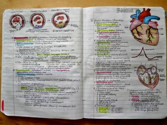 student-nurblr:telencefalon:A Nursing Student’s Notebook. Contains notes from my