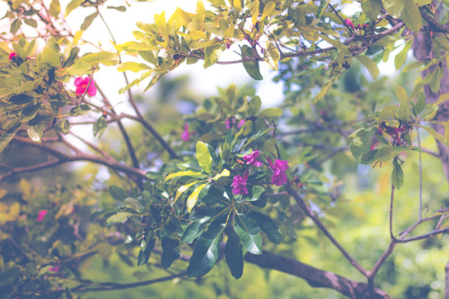 At the Miami Beach Botanical Garden.by Monica Aguiñaga. (www.monica-aguinaga.tumblr.com) SHOP | MAIL