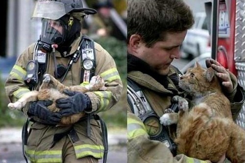 mufasamonsta:  tahthetrickster:  i really like looking at google image searches for “firemen rescuing cats” or something because you get super cute pictures like     AND THEN THERE’S THIS ONE   “THAT’S RIGHT TWAS I that set the house ablaze!!!”
