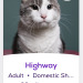 himfluenza:himfluenza:A collection of cats from southern utahs petfinder Gandalf