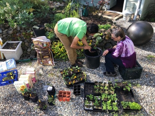 Mom came to visit on Easter weekend. So we potted up the starts.