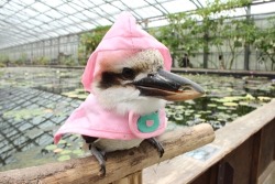 multi: ワライカワセミ・ケラちゃん 久々の新作発表！｜フクロウ,インコ,ペンギンと遊ぶ掛川花鳥園ブログ 鳥達の飼育日記