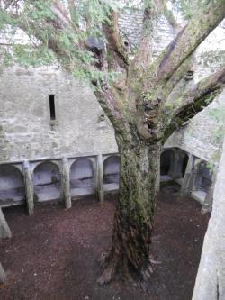 abandonedandurbex: Old Jew Tree in the abandoned