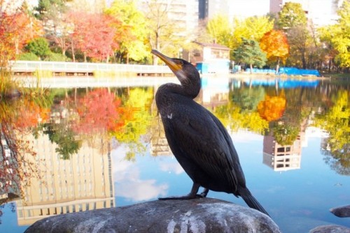 Cormorant Fishing - 5 Spots To Witness A Treasured Fishing Tradition Ukai (cormorant fishing) is a 