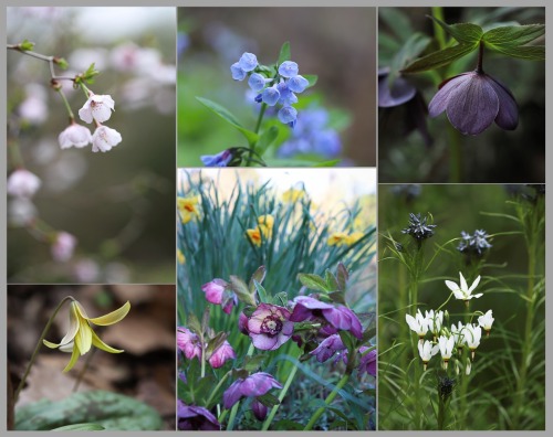 A look back through the garden this past year - winter - spring - summer- fall and winter again.He