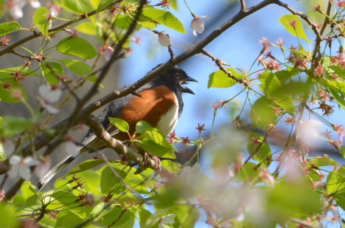 Eastern towhee at Central Park Reservoir“Drink your teeeeeeeeeea!”