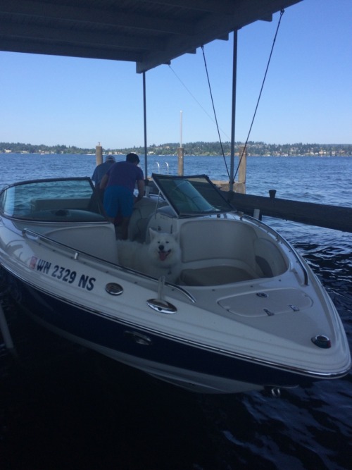 skookumthesamoyed:  A wonderful day out on Lake Washington! Of course no day out on the boat would be complete without Skookum freaking out and refusing to jump off the boat and Jason having to carry him :)