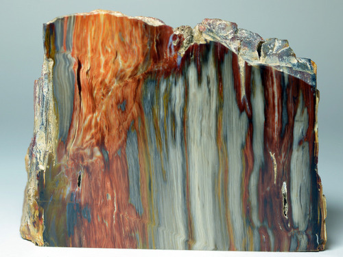 Chert - Petrified Wood by Stan Celestian porn pictures