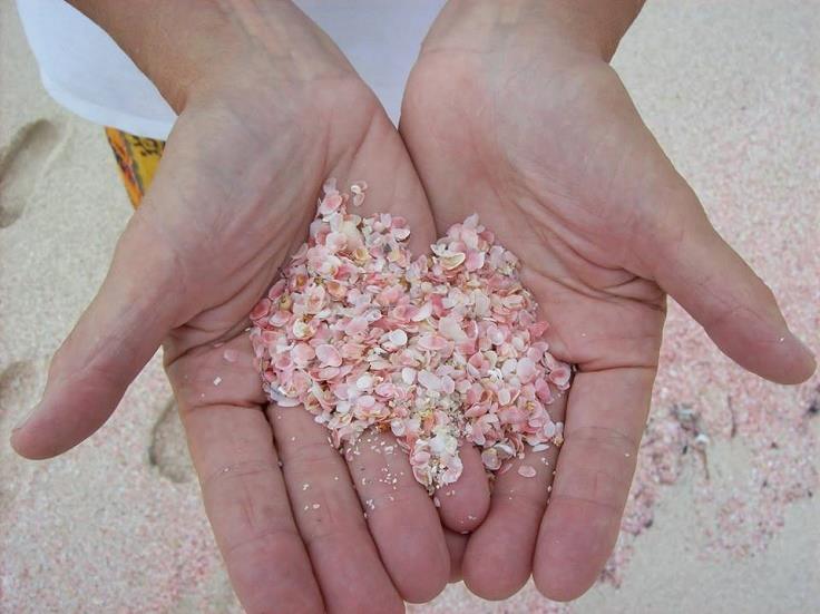 bellazona:    Pink Sandy Beach In The Island Harbour, Bahamas 