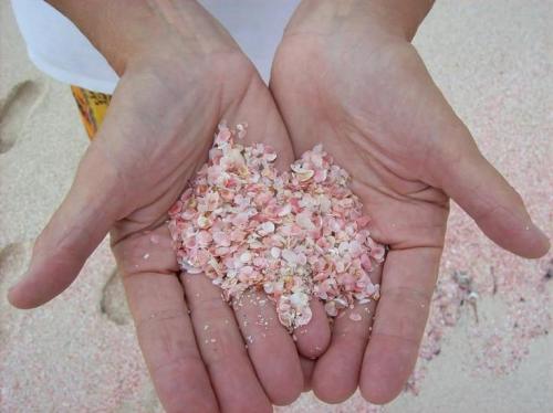 illegaltimes:Pink Sandy Beach In The Island Harbour, Bahamas 