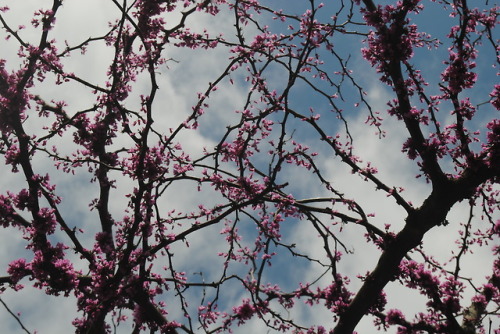 softpinkspringblossoms