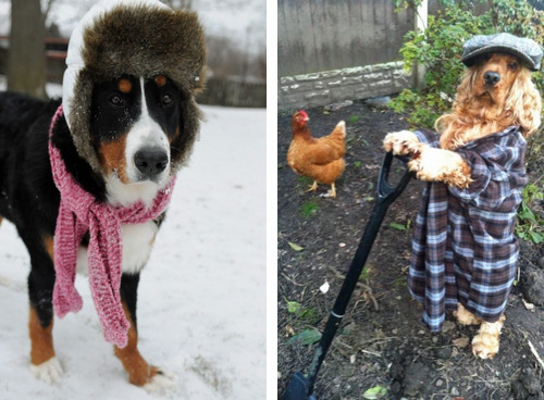 allieeebabyyy:tastefullyoffensive:Dogs Wearing HatsPreviously: Bearded Dragons Wearing Hats,Cats Wea