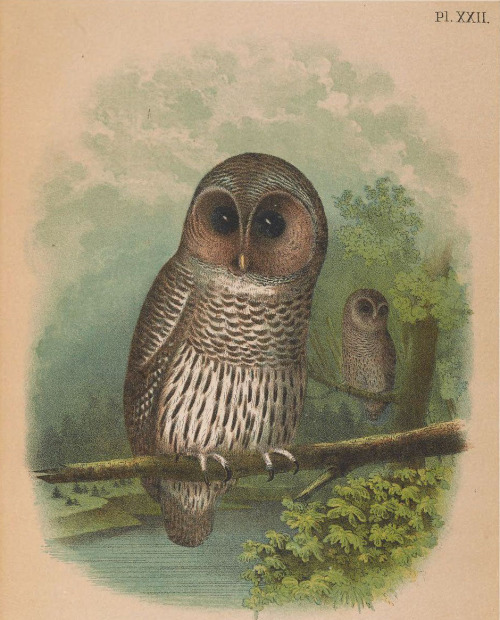 histsciart: Monday Motivation Owls! Northern Barred Owls (Strix varia) demonstrating proper soc