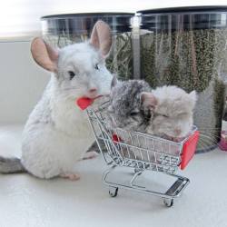 awwww-cute:  Chinchilla mommy, and her two