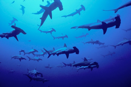 beyondtheseablog: nubbsgalore: hammer time. schools of scalloped hammerhead sharks photographed in t