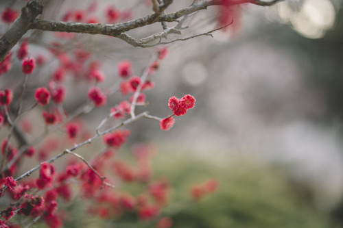 2021-02-27Plum BlossomsCanon EOS R6 + RF85mm f1.2LInstagram  |  hwantastic79vivid