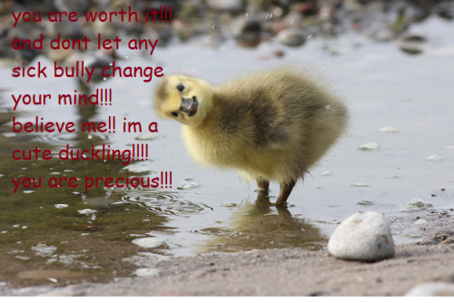 support duck and ducklings version..my ask is always open for those who need it