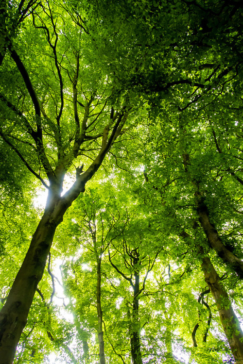 amongthespirit - Corbar Woods, Buxton, UK.