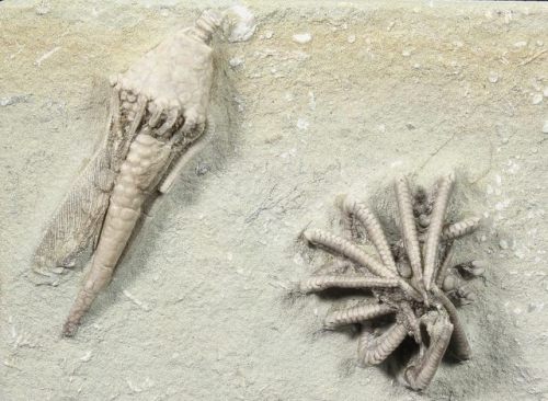 fossilera: We just added quite a few, very detailed, crinoid fossils from Crawfordsville, Indiana.&n