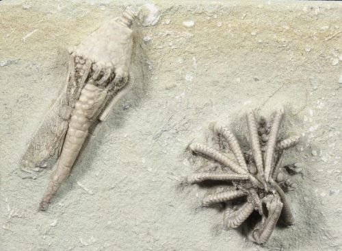 fossilera: We just added quite a few, very detailed, crinoid fossils from Crawfordsville, Indiana.  