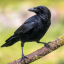 crows-are-gathering