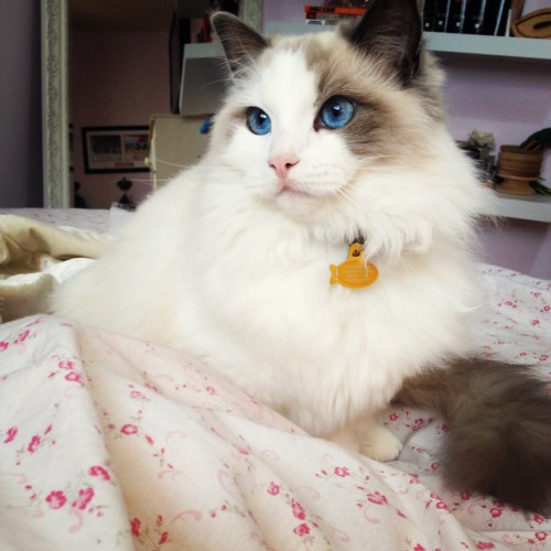 sheeranoutintherain:My cat is prettier than me…