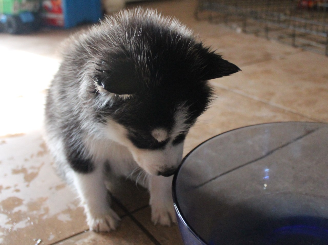 6woofs:  A few more Kiba photos. &lt;3 