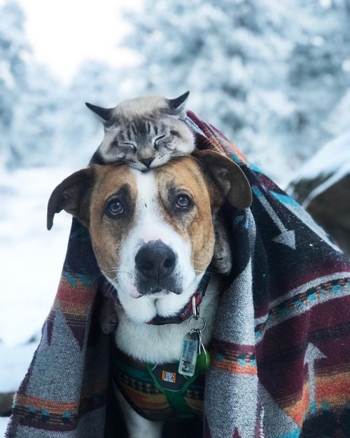 aww-so-pretty: Meet Henry The Colorado Dog and his best friend.