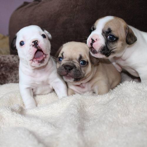 puppiestotherescue:  Two of my favourite instagram accounts:   alienbatpigs /  frogbatpigz  