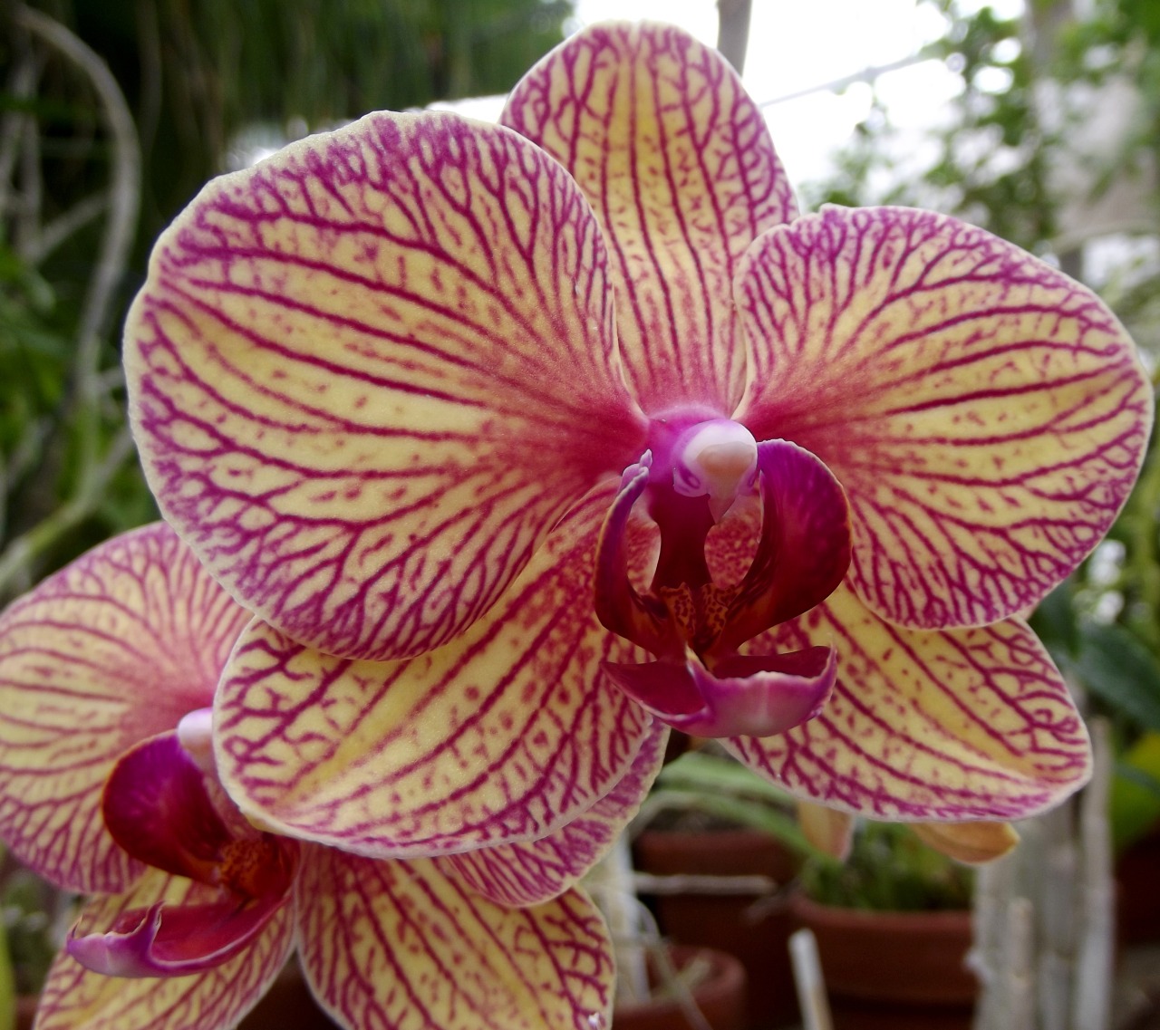 onecricket:  ORCHIDS!