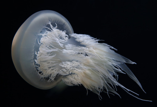 montereybayaquarium:Fire and IceIn a beautiful flurry of snowy and silvery white, the newice jellies