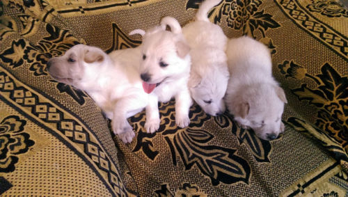 Samoyed cross Shar pei puppies ;-)