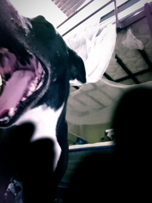 Foto De Hace Meses Con Mi Perro