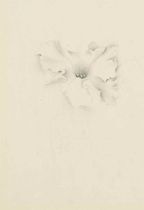 yama-bato: Georgia O'Keeffe Untitled (Flower)