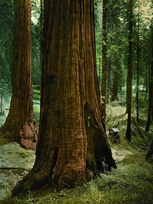 Mariposa Grove – Three Graces – Yosemite National Park – Californie, 1900’s.