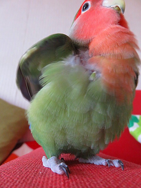 lovebird-papinen:  BOOOOOOOO <3