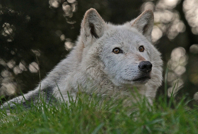 lonestray:  By Gary Wilson
