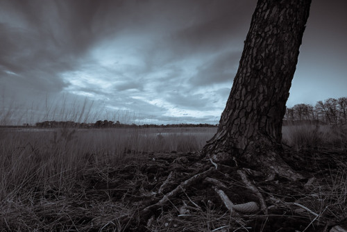 Strabrechtse Heide 185 by Deshamer on Flickr.