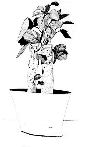 life is really busy right now but here&rsquo;s a plant my roommate got at Ikea