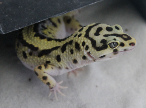 lunationgeckos: The smolder. 