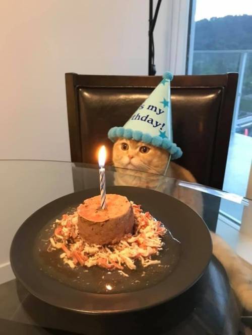 everythingfox:“It Was My Cat’s First Birthday Today”(Source)Entre tanta mierda estos post me alegran