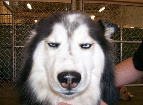 babyanimalgifs: The Many Expressions of a Husky (via)