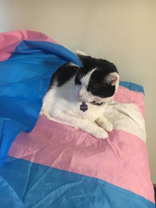 queer-positive:Domino is here to show her support to all trans ppl on this lovely trans day of visibility!!