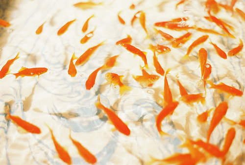 Porn photo kudou-kun:  goldfish by (turquoiseacco) 