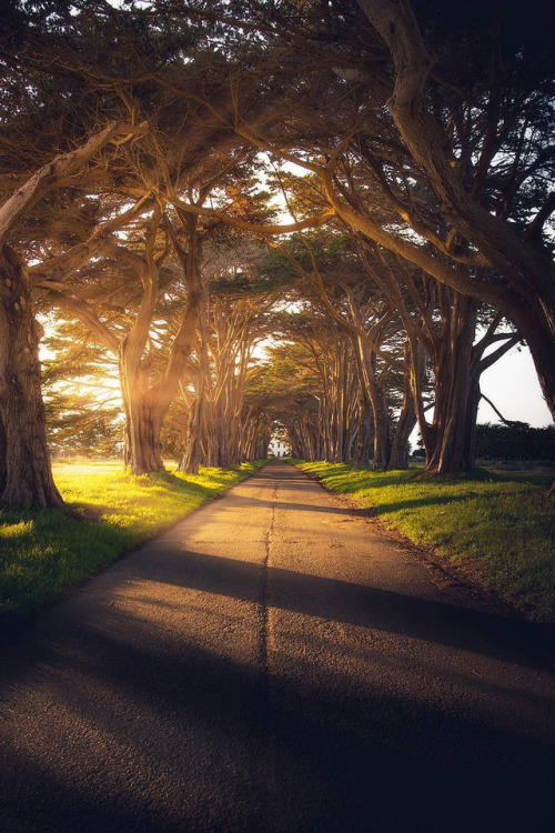 banshy:  Cypress Tree Tunnel by Gabe Rodriguez